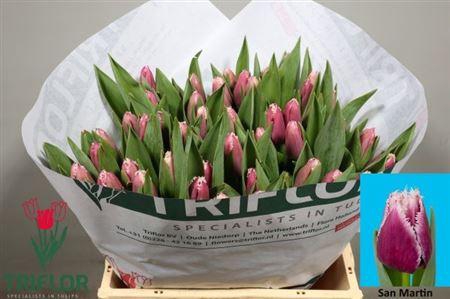 <h4>Tu Fr San Martin</h4>