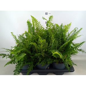 Polystichum munitum