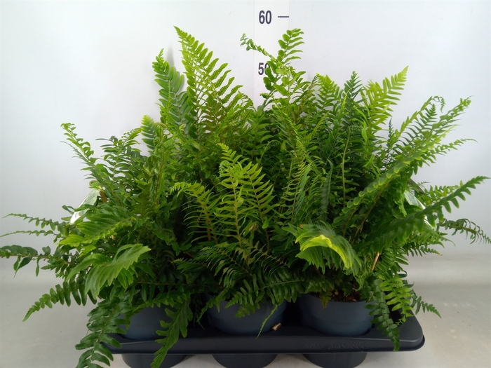 <h4>Polystichum munitum</h4>