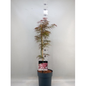 Acer palmatum 'Garnet'