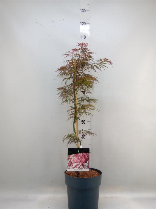 <h4>Acer palmatum 'Garnet'</h4>