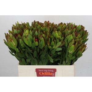 Leucadendron Goldstrike