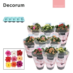 Kalanchoe Decorum TENDER - Serenity mix