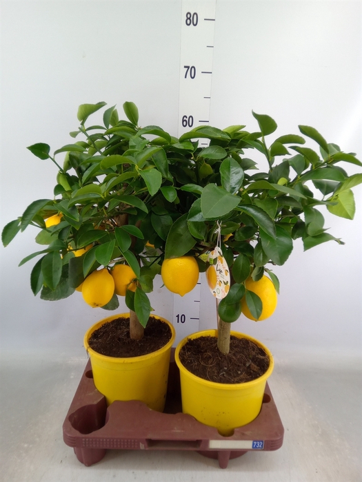 <h4>Citrus meyeri 'Meyer'</h4>