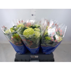 Hydrangea mac. 'Saxon Bright White'