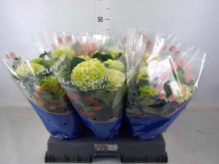 <h4>Hydrangea mac. 'Saxon Bright White'</h4>