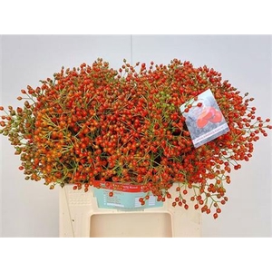 Rosa Fair Jewel 40cm