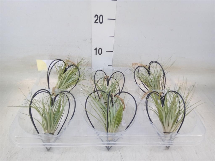 <h4>Tillandsia</h4>