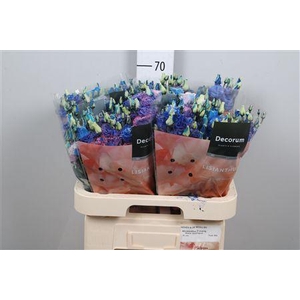 Eus G Alissa Bubblegum