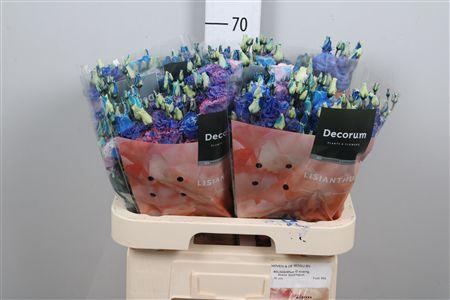 <h4>Eus G Alissa Bubblegum</h4>