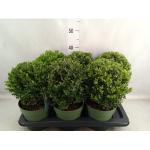 Ilex crenata 'Jenny'