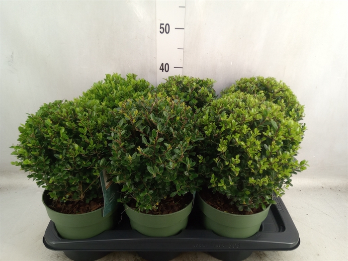 <h4>Ilex crenata 'Jenny'</h4>