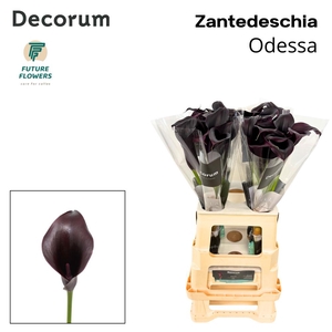 ZANT ODESSA