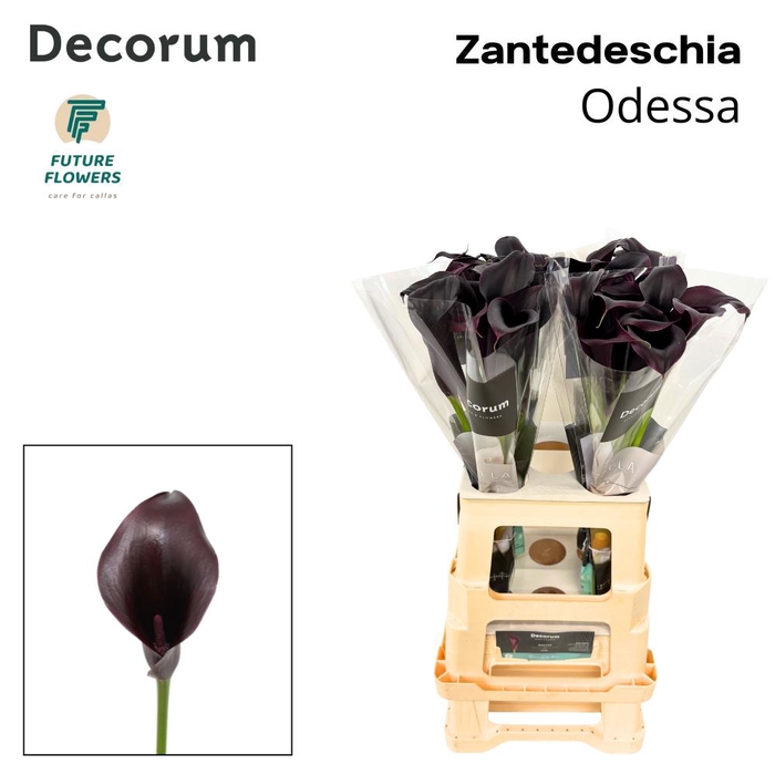<h4>ZANT ODESSA</h4>
