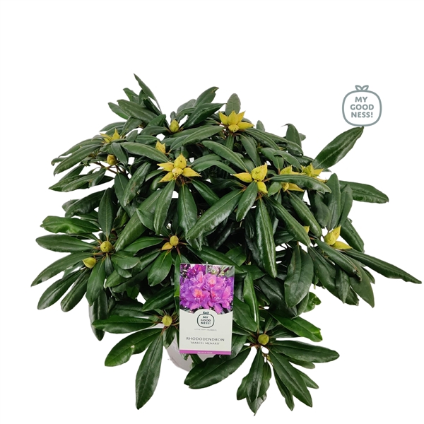 <h4>Rhododendron 40-50 /5 liter 'Marcel Menard'</h4>