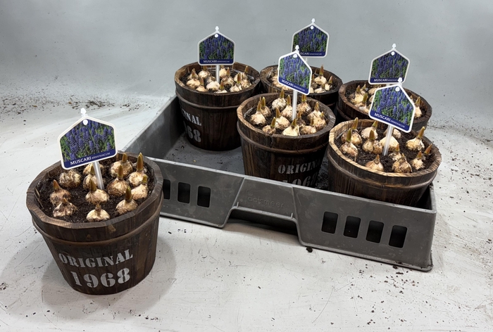 <h4>ARR MUSCARI</h4>