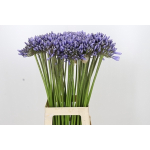 Agapanthus 'Lavender Surprise'