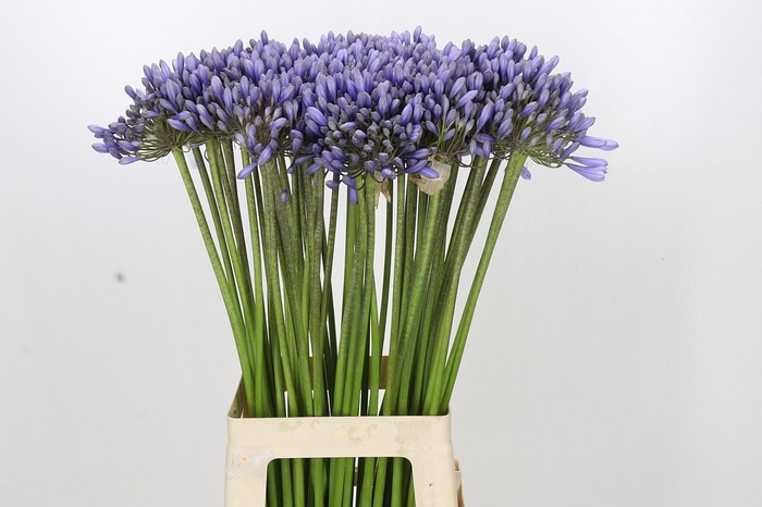 <h4>Agapanthus 'Lavender Surprise'</h4>