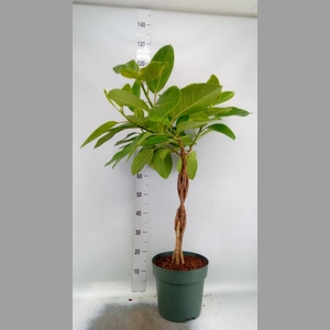 Ficus altissima