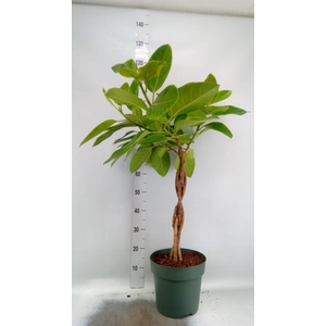 Ficus altissima