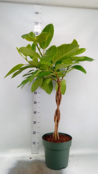 <h4>Ficus altissima</h4>