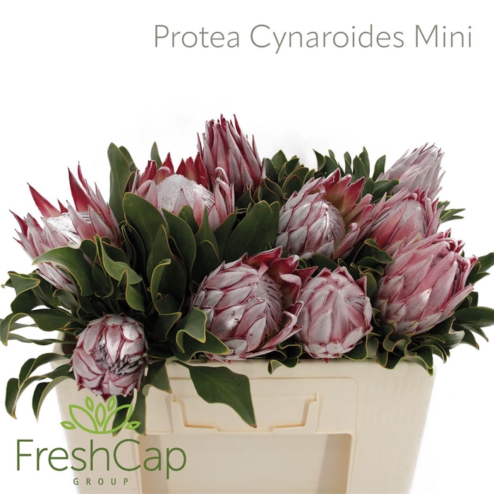 <h4>Protea Cynaroides Mini</h4>