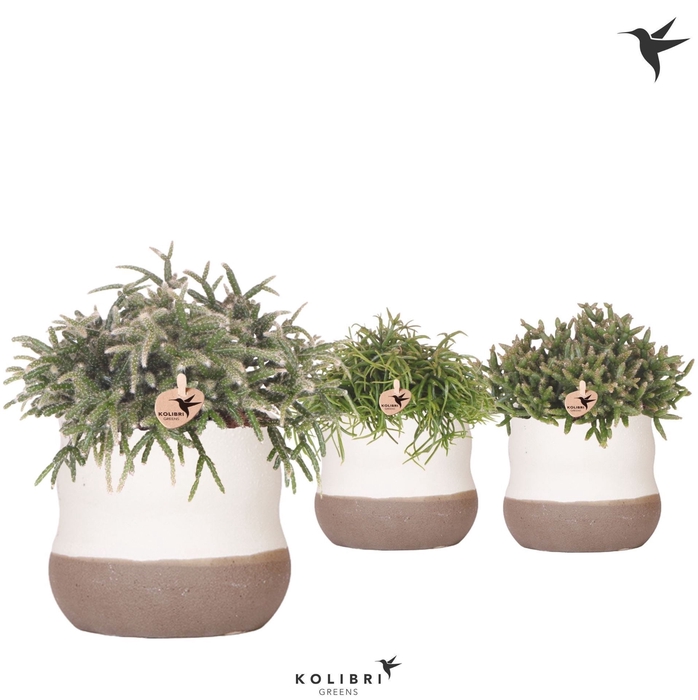 <h4>Rhipsalis   ...mix</h4>