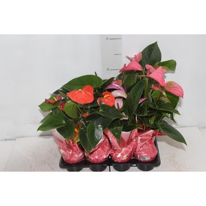 ANTHURIUM ROSA P06