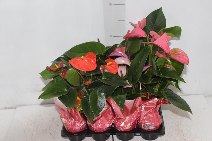 <h4>ANTHURIUM ROSA P06</h4>