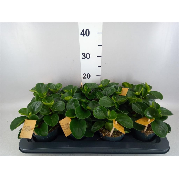 <h4>Peperomia obt. 'Red Canyon'</h4>