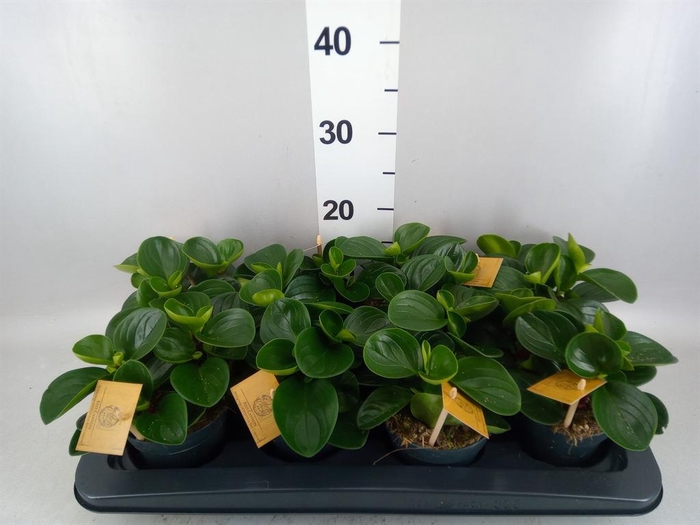 <h4>Peperomia obt. 'Red Canyon'</h4>