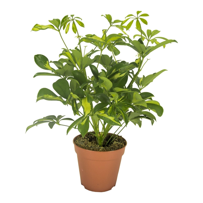 <h4>Schefflera Gerda</h4>