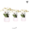 Phalaenopsis wit meer takken