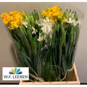 Narcis Mix Small Box 100
