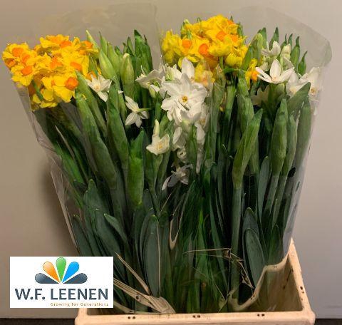 Narcis Mix Small Box 100