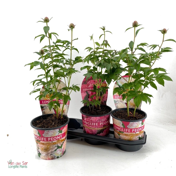 <h4>PAEONIA GEM</h4>