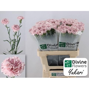 Dianthus ST 'Yukari'