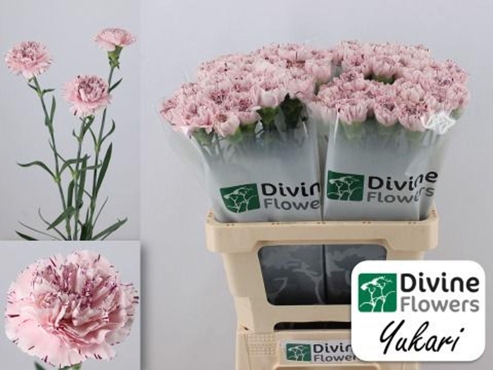 <h4>Dianthus ST 'Yukari'</h4>