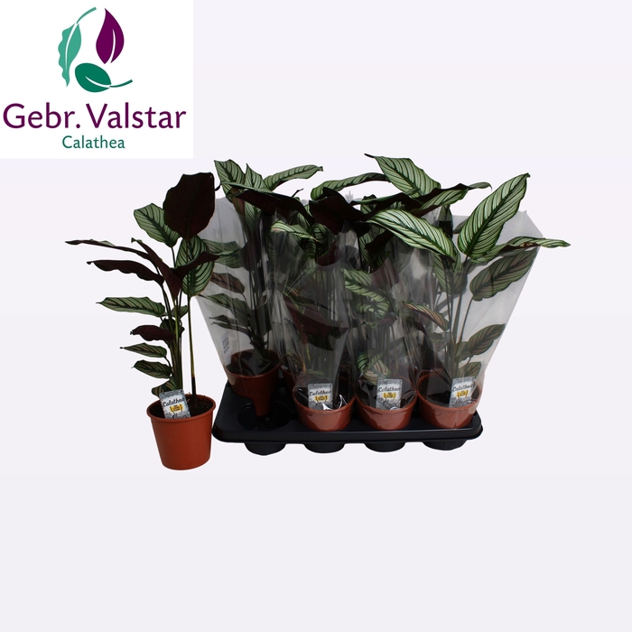 <h4>CALAT MA WHITESTAR</h4>