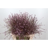 Allium Schubertii