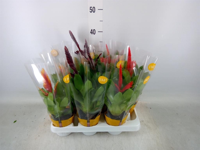 <h4>Vriesea ...mix</h4>