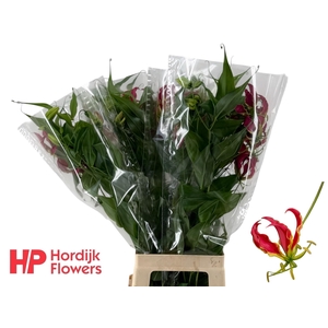 GLORIOSA ROTHSCHILD