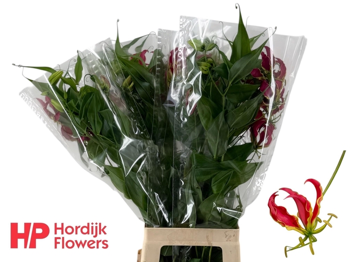 <h4>GLORIOSA ROTHSCHILD</h4>