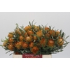Banksia Dryandra