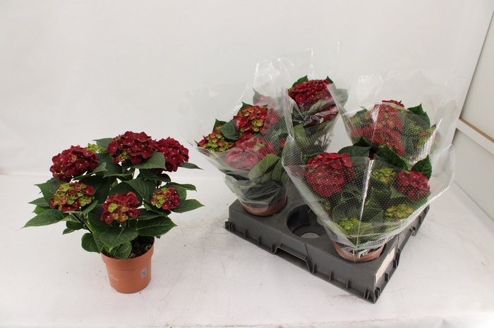 <h4>HYDR M HI ROAD</h4>