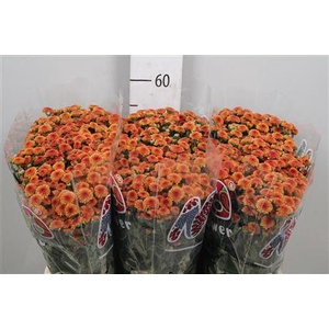 Chr S Mad Tyolo Oran