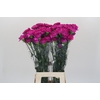 Dianthus St Tiepolo Fucsia