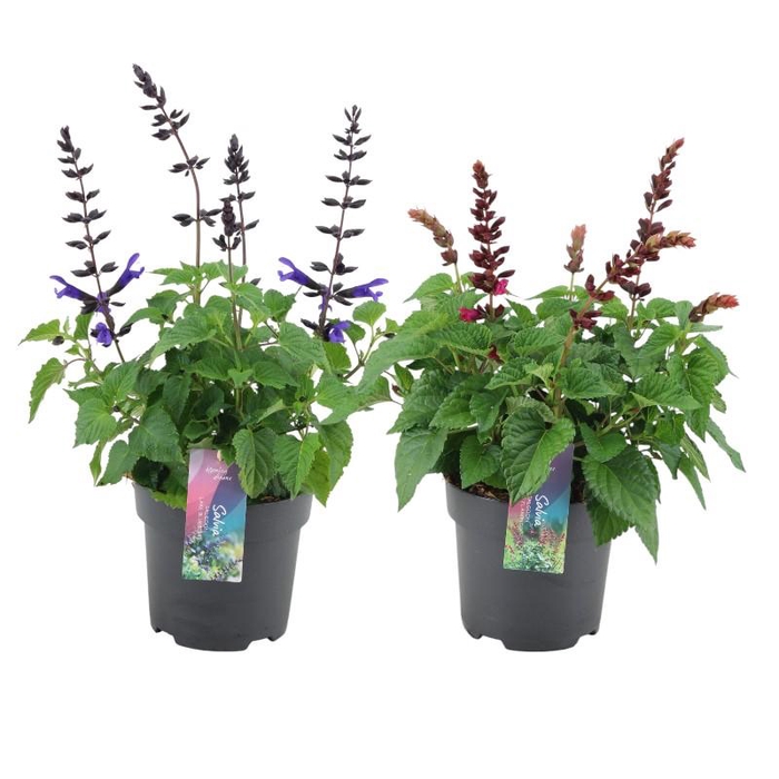 Salvia Salgoon gemengd P17 mix