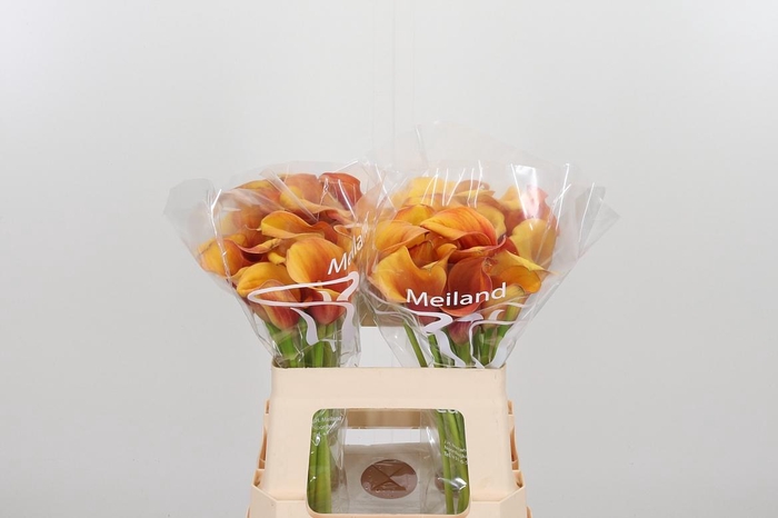 <h4>Zant Carvello</h4>