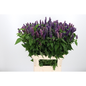 Agastache